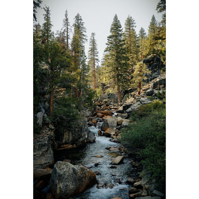 Sierra Forest Essential Oil