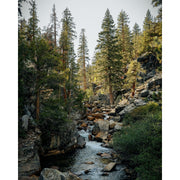 Juniper Ridge Cascade Forest Essential Oil Candle Candles