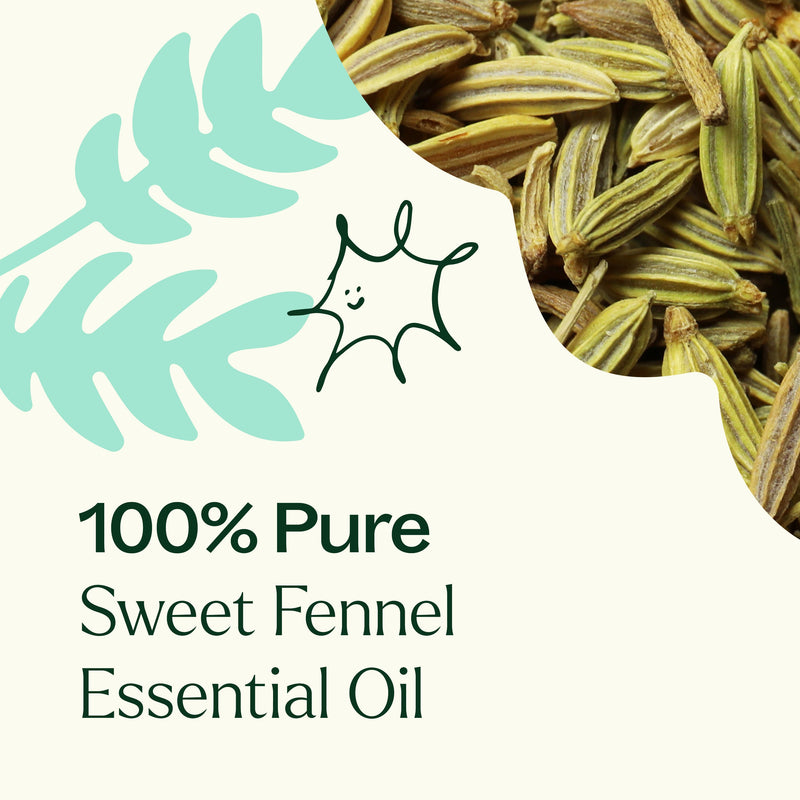 Plant Therapy Sweet Fennel Essential Oil Essential Oil