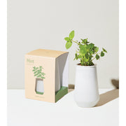 Modern Sprout Tapered Tumbler Grow Kits Indoor Garden Kit