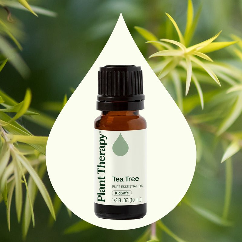 Plant Therapy Tea Tree Essential Oil Essential Oil