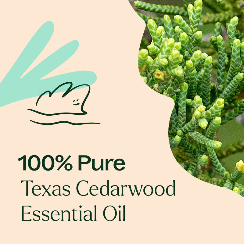 Plant Therapy Texas Cedarwood Essential Oil Essential Oil