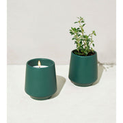 Modern Sprout Rooted Candles Candle Light Gray Thyme & Tonka Bean 1pk