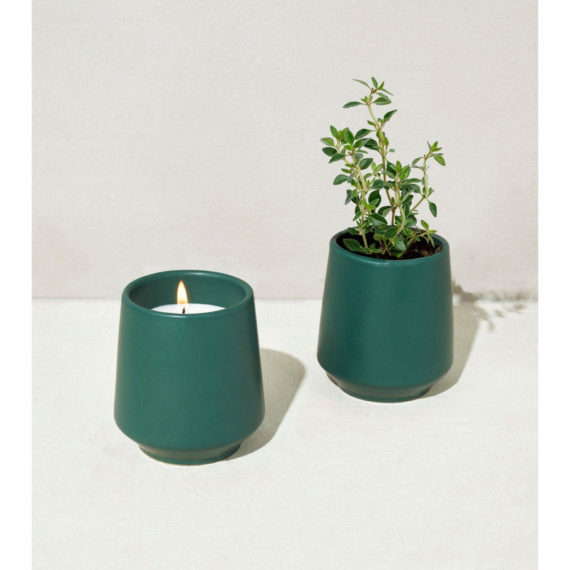 Modern Sprout Rooted Candles Candle Light Gray Thyme & Tonka Bean 1pk