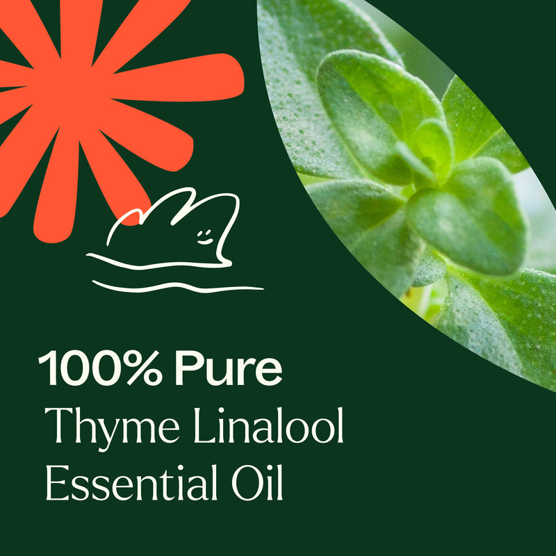 Plant Therapy Thyme Linalool Essential Oil Essential Oil