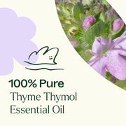 Plant Therapy Thyme Thymol Essential Oil Essential Oil