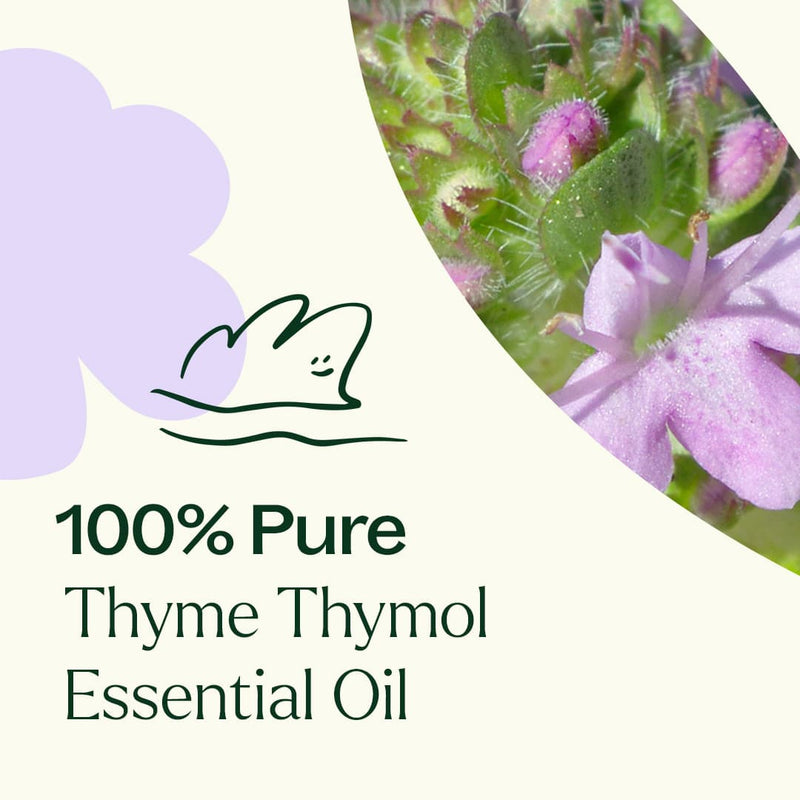 Plant Therapy Thyme Thymol Essential Oil Essential Oil