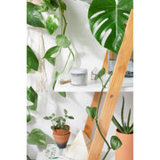 Butter Me Up Organics Tooth Powder / Toothpaste / Organic Tooth Powder / Organic Tooth Paste/ Organic Toothpaste / Clay Tooth Paste / Remineralizing Tooth Powder Teeth