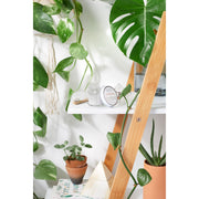 Butter Me Up Organics Tooth Powder / Toothpaste / Organic Tooth Powder / Organic Tooth Paste/ Organic Toothpaste / Clay Tooth Paste / Remineralizing Tooth Powder Teeth