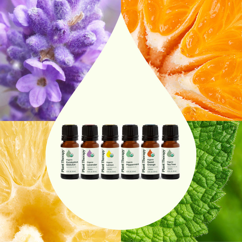 Plant Therapy Top 6 Organic Singles Essential Oil Set Essential Oil Seashell