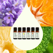 Plant Therapy Top 6 Organic Singles Essential Oil Set Essential Oil Seashell