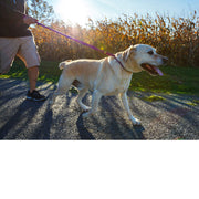 WACKYstore Urban Walk'r - Shorter No Pull Leash