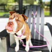 Warren London Rope Leash - Purple Leashes, Collars & Accessories