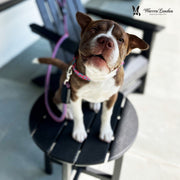 Warren London Rope Leash - Purple Leashes, Collars & Accessories