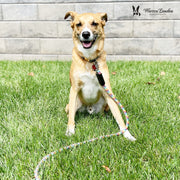 Warren London Rope Leash - Rainbow Reflective Leashes, Collars & Accessories