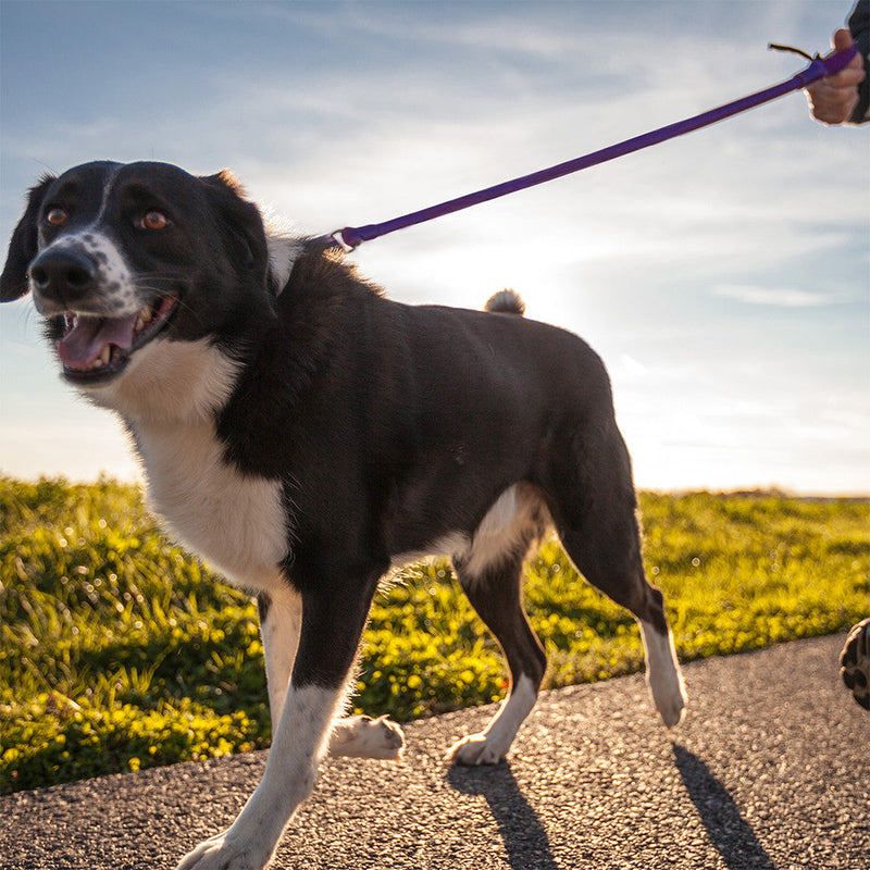 WACKYstore WUNDERleash – The Original No-Pull Dog Leash