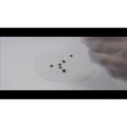 Wear SPF ALL NATURAL TICK REPELLENT