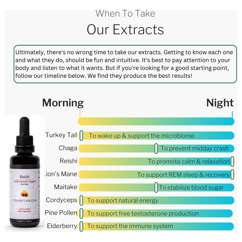 Forager's Kingdom Lion's Mane Extract Mushroom Extract