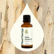Plant Therapy White Camphor Essential Oil Essential Oil