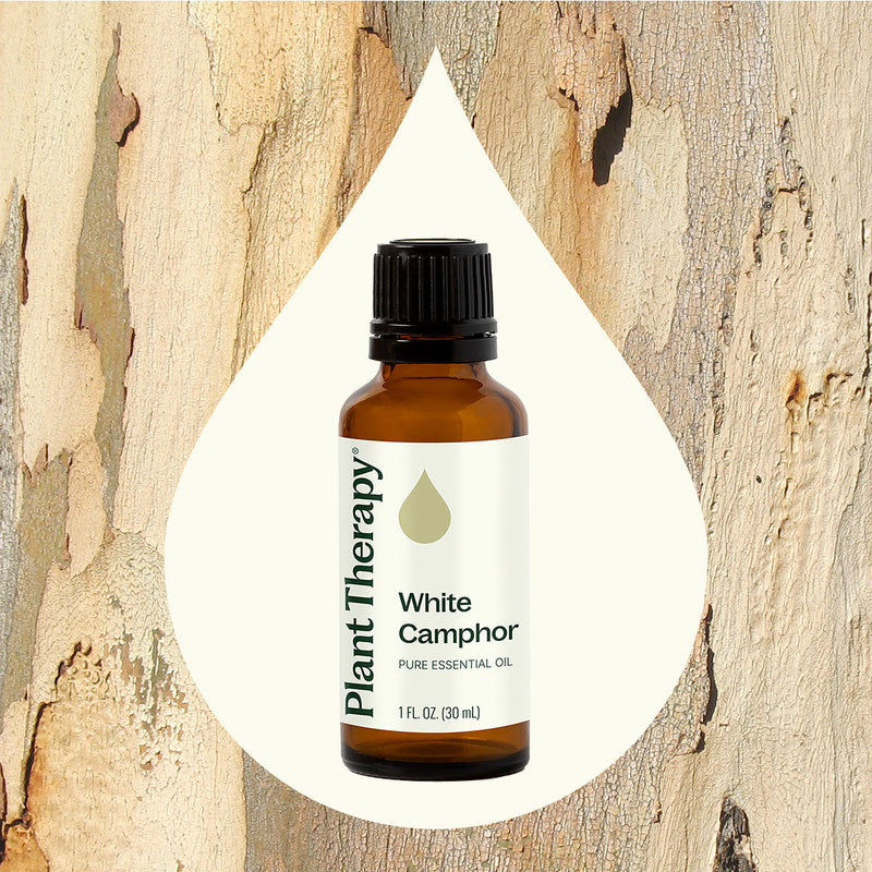 Plant Therapy White Camphor Essential Oil Essential Oil