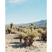 Juniper Ridge Desert Wilderness Cologne Cologne