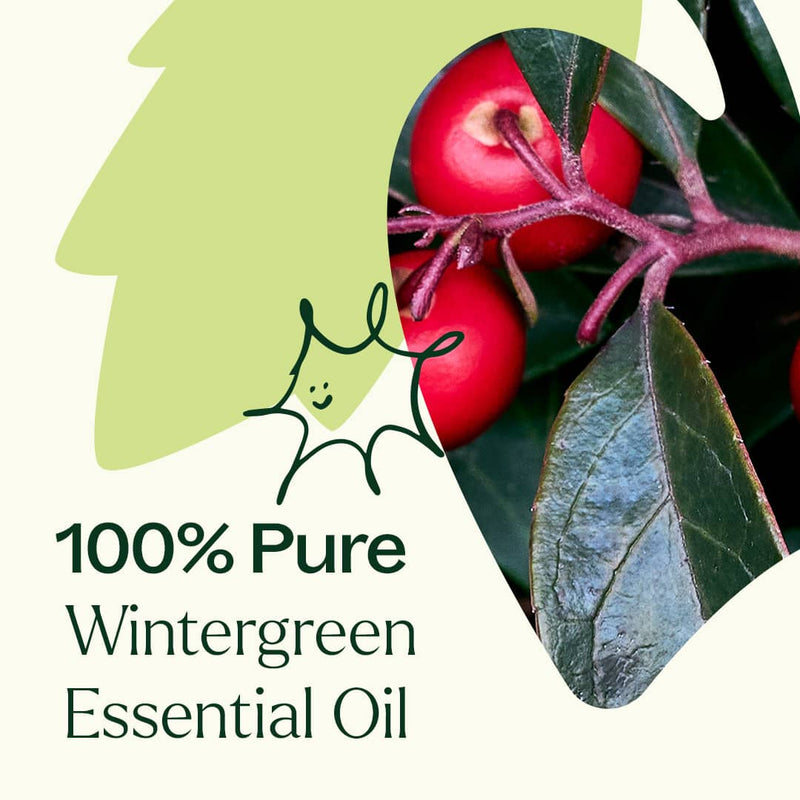 Plant Therapy Wintergreen Essential Oil Essential Oil