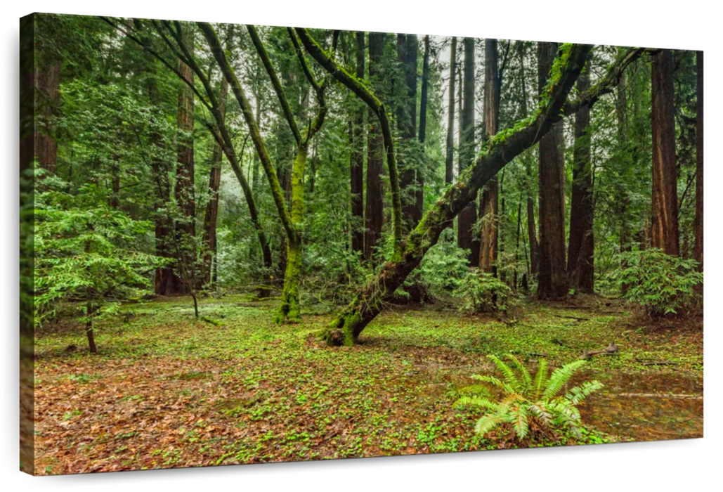 Muir Woods Forest Wall Art