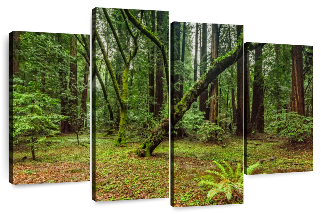 Muir Woods Forest Wall Art