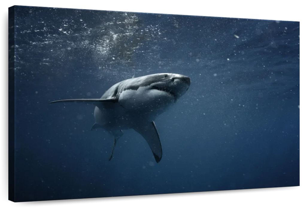 Great White Shark Wall Art