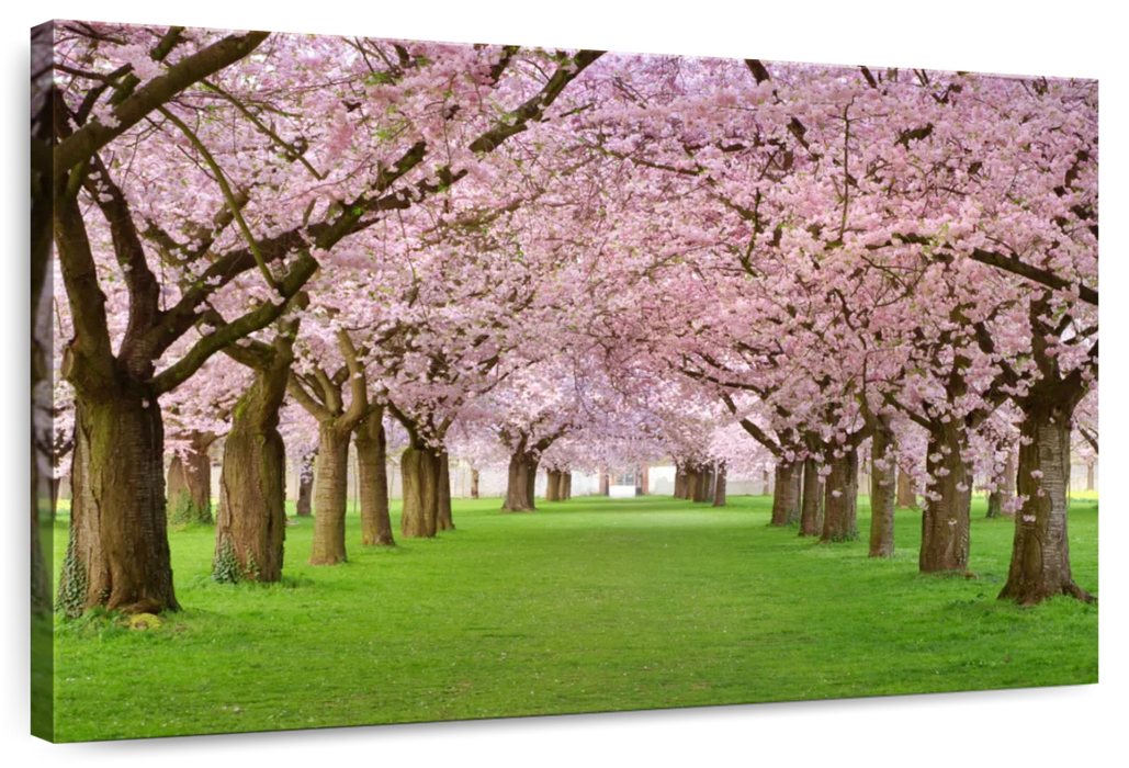 Cherry Blossom Trees Wall Art