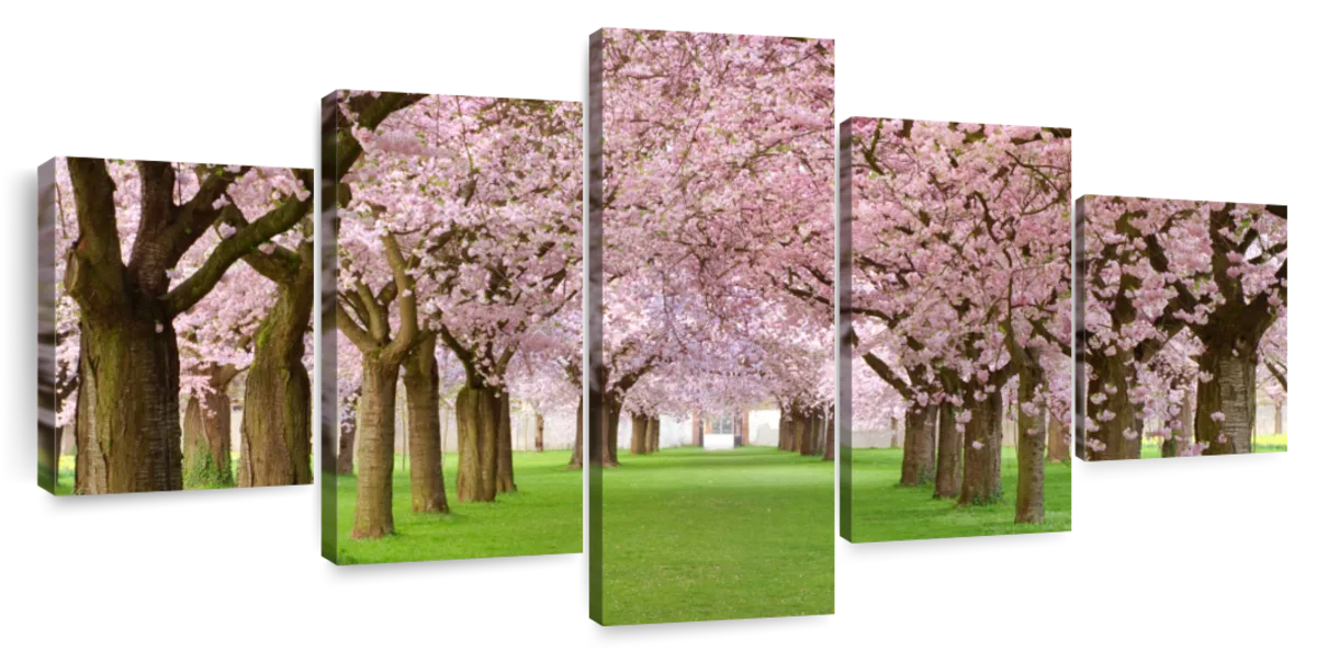 Cherry Blossom Trees Wall Art