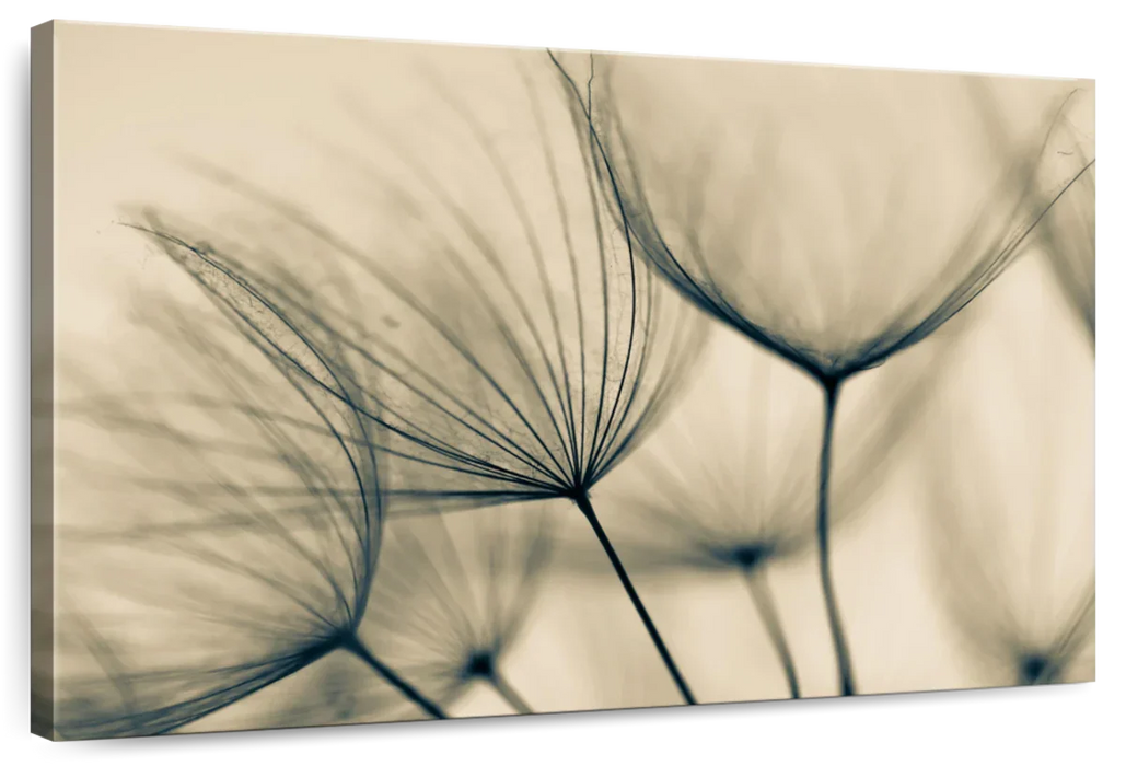 Dandelion Flower Seeds Wall Art