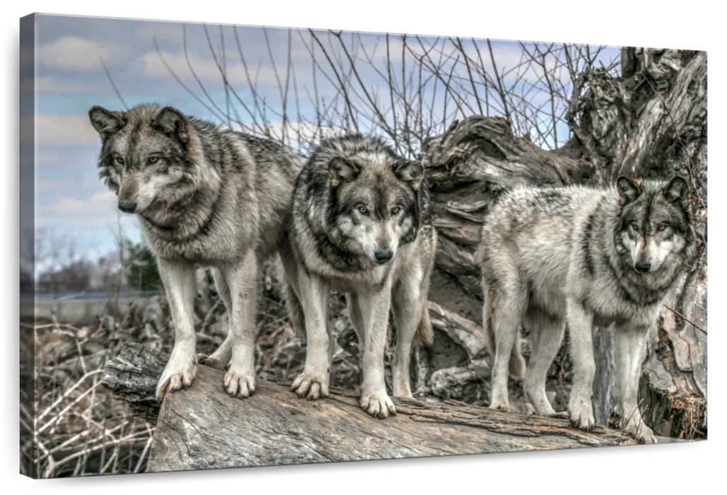 Forest Wolf Pack Wall Art