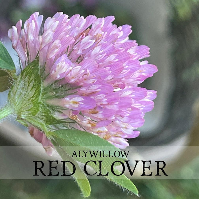 Alywillow Red Clover Dried Herb