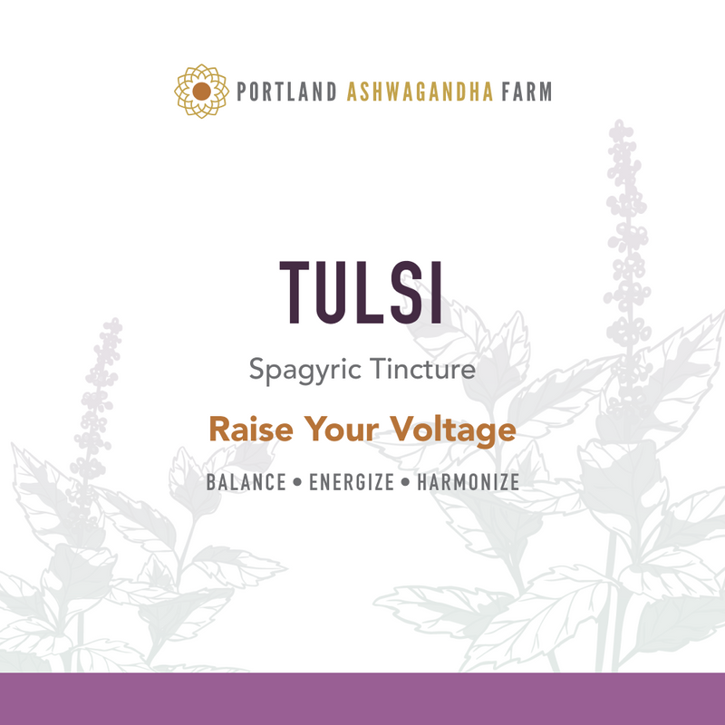 Portland Ashwagandha Farm Tulsi - Spagyric Tincture Tincture