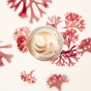 Nava Beauty Shiseido Benefiance Wrinkle Smoothing Cream Seashell 50 mL,75 mL