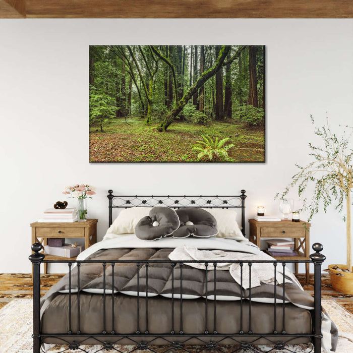 Muir Woods Forest Wall Art