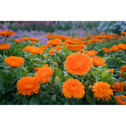 Meadow and Bark Botanical Serum - Retinol Alternative Facial Concentrate Skincare