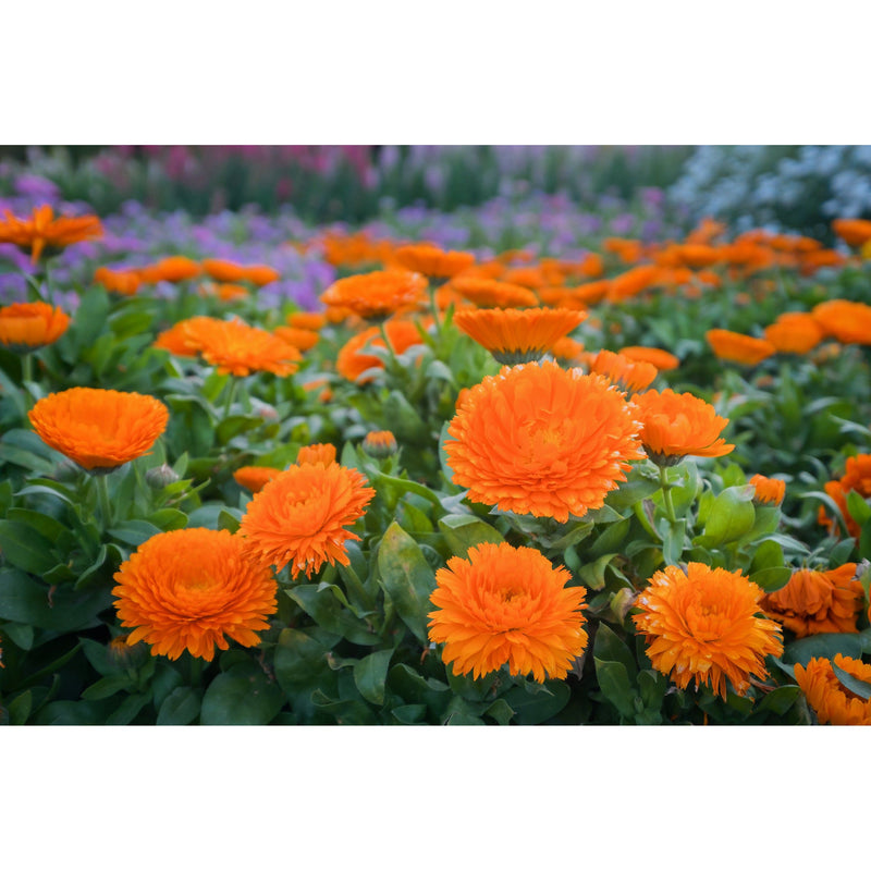 Meadow and Bark Botanical Serum - Retinol Alternative Facial Concentrate Skincare