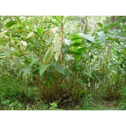 Heliotrope San Francisco Essential Oil - Cardamom Essential Oil