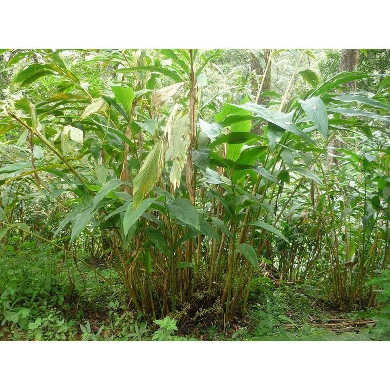 Heliotrope San Francisco Essential Oil - Cardamom Essential Oil