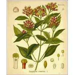 Heliotrope San Francisco Essential Oil Blend Seductive (Rose Clove) Essential Oil