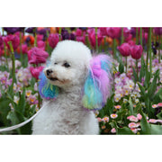 Warren London Canine Color Semi Perm Coat Color Shampoo for Dogs Spa Product