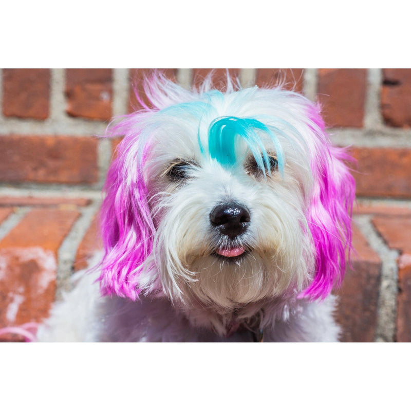 Warren London Canine Color Semi Perm Coat Color Shampoo for Dogs Spa Product