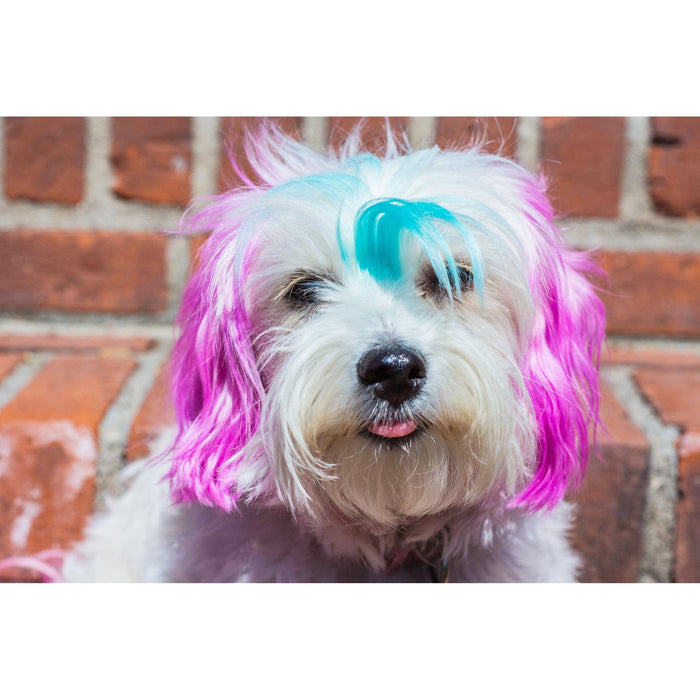 Warren London - Warren London - Canine Color Semi Perm Coat Color Shampoo for Dogs