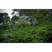 Rising For People Coffee Co. Costa Rica Obata Honey Coffee Coffee