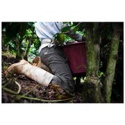 Rising For People Coffee Co. Costa Rica Obata Honey Coffee Coffee