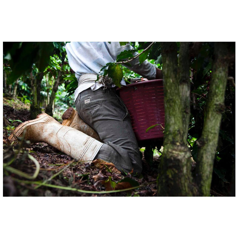 Rising For People Coffee Co. Costa Rica Obata Honey Coffee Coffee