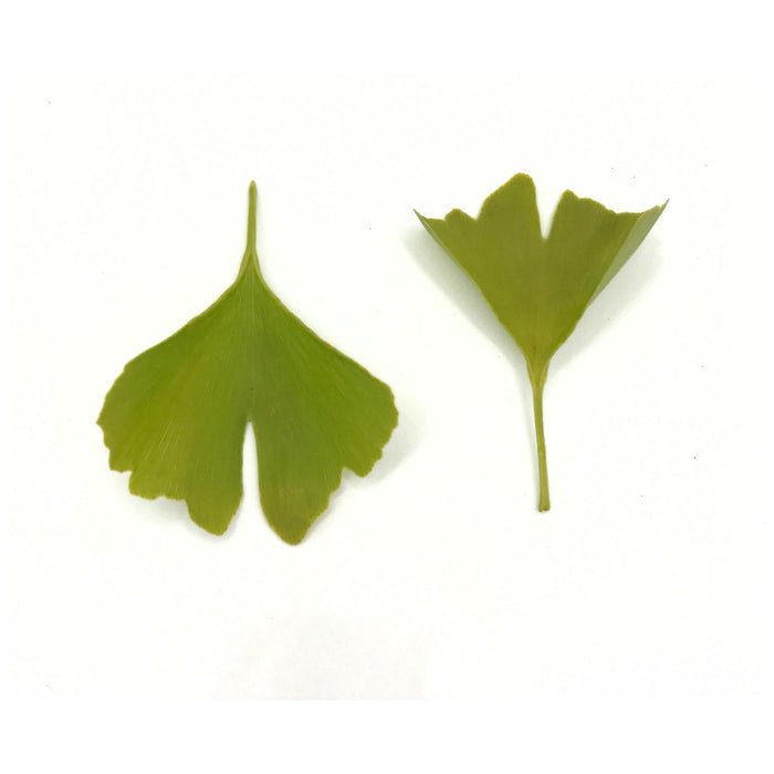 Ginkgo Tincture