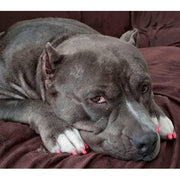 Warren London Polish Pen Bundle - Basics Dog Nail Polish